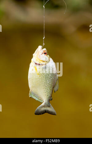 Piranha piccolo pesce pescato nel bacino amazzonico Foto Stock