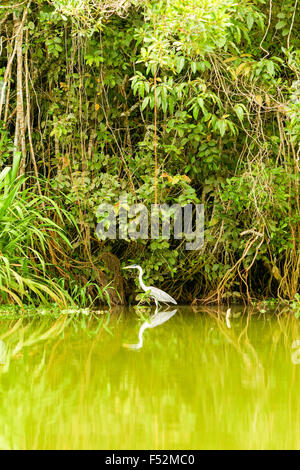 Cicogna grigio Shot In the Wild In Amazzonia ecuadoriana Foto Stock