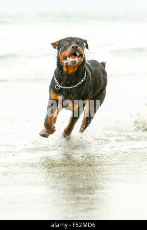 Un Rottweiler nero e abbronzato scorre attraverso acque oceaniche poco profonde, spostandosi verso la telecamera con la bocca aperta e la lingua visibile. La pelliccia del cane è bagnata e indossa un colletto a catena in argento. Acqua Foto Stock