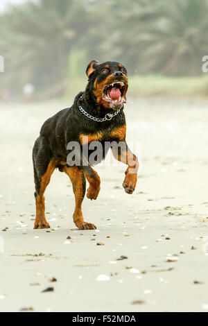 Aggressivo cane Rottweiler il cane è stato eseguito in fatto questa razza non è aggressivo a tutti Foto Stock