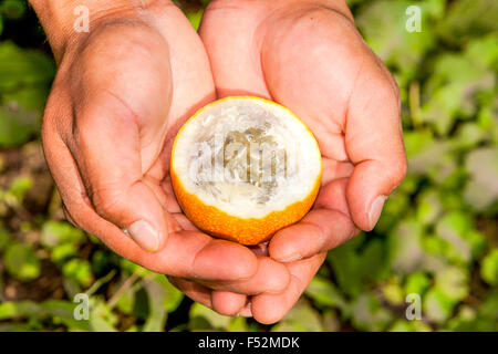 Adulto mano umana tenendo sbucciato Granadilla frutto interno e display di dimensioni Foto Stock