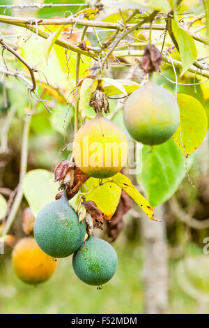 Granadilla la coltivazione di frutta in Ecuador montagna Ande anche un frutto della passione il verde ed il giallo dei frutti non ancora pronti per essere raccolti Foto Stock