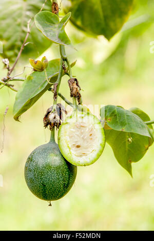 Green Granadilla frutto ancora non è stato eseguito il rip Half Cut Foto Stock