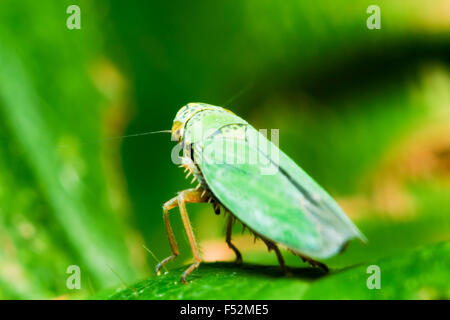 Il più piccolo Grasshopper del sottordine Caelifera nell'ordine Orthoptera circa 3mm Lunghezza concentrarsi sull'occhio leggera profondità di campo Foto Stock