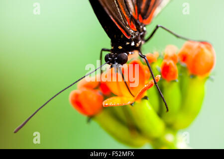 Farfalle esotiche alimentazione su un fiore coloratissimo Shot con luci ambientali nella foresta amazzonica Foto Stock