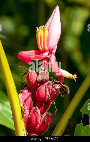 Una vista ravvicinata di una pianta di banana in fiore, caratterizzata da un grande bratto rosa con un centro giallo-arancione e stami emergenti. Sotto il fiore aperto, gruppi di piccole banane rosse in via di sviluppo Foto Stock