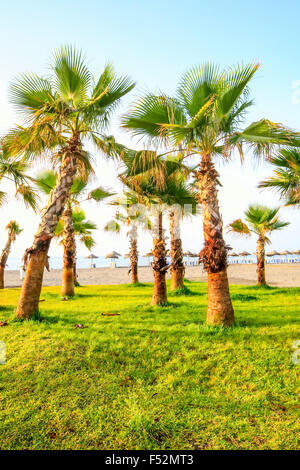 Una fila di palme con tronchi testurizzati e fronde a ventaglio sorge su un prato verde erboso. Sullo sfondo, una spiaggia sabbiosa si estende verso l'oceano, fiancheggiata da ombrelloni e lounge Foto Stock