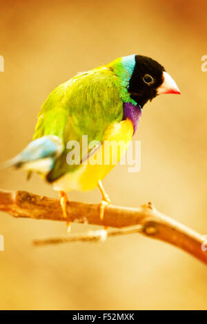 Oro maschio Finch seduto su un ramo Foto Stock