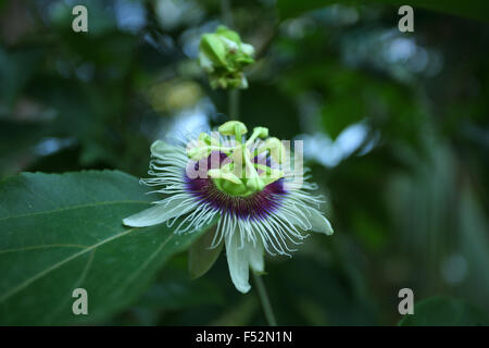 Frutti della passione fiore Foto Stock