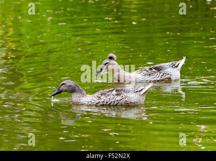 Maschio e femmina di anatre sul lago Foto Stock
