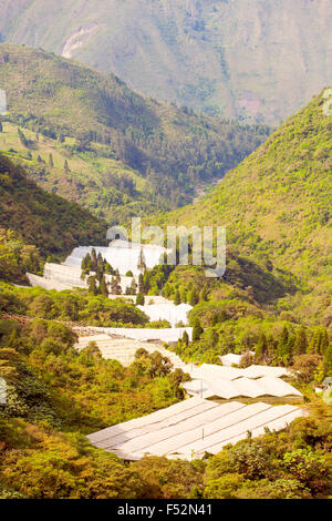 Una vista aerea di numerose grandi serre con tetti traslucidi situate in una verdeggiante valle di montagna. Le strutture sono disposte in agglomerati tra fitte vegetazione verde, con ripide foreste Foto Stock