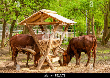 Coppia di tori tenendo il pranzo preparato per loro in una riserva naturale di tipo Zoo Foto Stock