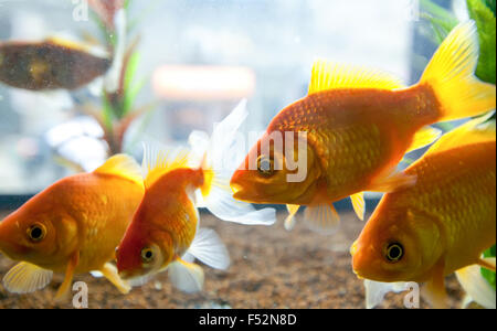 Oro piccoli pesci che nuotano in un piccolo acquario Foto Stock