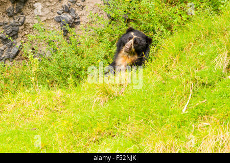Grande maschio orso andino sparare nel selvaggio nelle Ande ecuadoriane Mountain Foto Stock