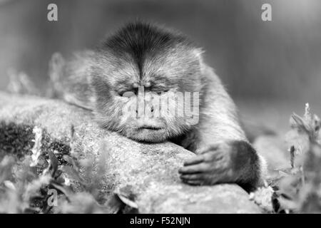 Scimmia cappuccino Cub giacente su un ramo sparare nel selvaggio nella foresta pluviale ecuadoriana Foto Stock