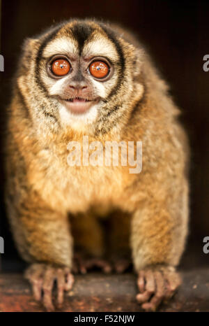 Owl Monkey rideva di spettatori per scattare foto in un rifugio di animali in Brasile Foto Stock