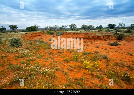 Colorato entroterra australiano di paesaggio con vaste pianure rosso sotto il cielo blu tappezzato di giallo e bianco fiori selvatici dopo la pioggia Foto Stock