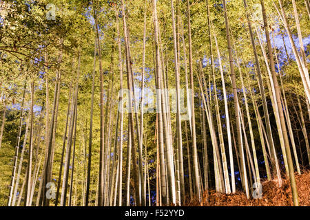 Giappone, Kyoto Arashiyama. Luce Hanatouro festival. Famoso boschetto di bambù illuminato da verso l'alto lanterne di puntamento con bambù torreggianti overhead. Foto Stock