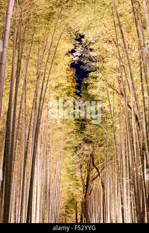 Giappone, Kyoto Arashiyama. Luce Hanatouro festival. Famoso boschetto di bambù illuminato da verso l'alto lanterne di puntamento con bambù torreggianti overhead. Foto Stock