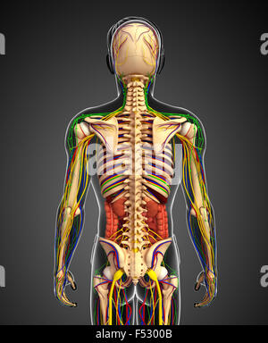 Illustrazione del sistema linfatico, scheletrico, nervoso e del sistema circolatorio di maschio Foto Stock