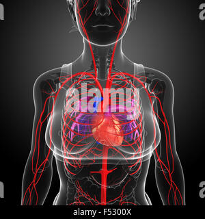 3d reso illustrazione della femmina sistema arterioso Foto Stock