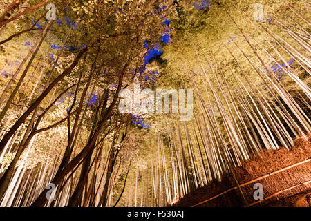 Giappone, Kyoto Arashiyama. Luce Hanatouro festival. Famoso boschetto di bambù illuminato da verso l'alto lanterne di puntamento con bambù torreggianti overhead. Foto Stock