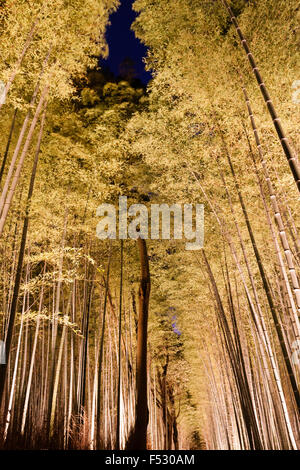 Giappone, Kyoto Arashiyama. Luce Hanatouro festival. Famoso boschetto di bambù illuminato da verso l'alto lanterne di puntamento con bambù torreggianti overhead. Foto Stock