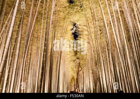 Giappone, Kyoto Arashiyama. Luce Hanatouro festival. Famoso boschetto di bambù illuminato da verso l'alto lanterne di puntamento con bambù torreggianti overhead. Foto Stock