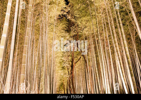 Giappone, Kyoto Arashiyama. Luce Hanatouro festival. Famoso boschetto di bambù illuminato da verso l'alto lanterne di puntamento con bambù torreggianti overhead. Foto Stock