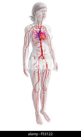 3d reso illustrazione della femmina sistema arterioso Foto Stock