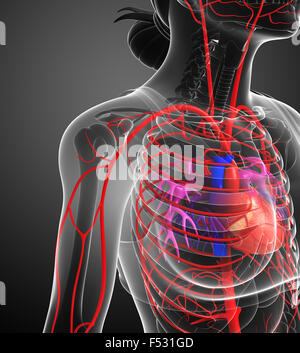 3d reso illustrazione della femmina sistema arterioso Foto Stock