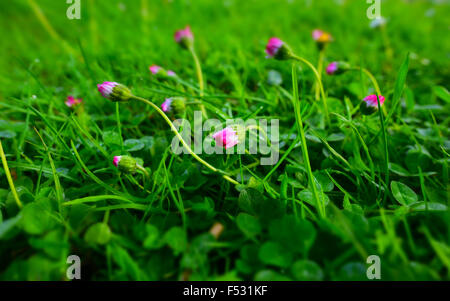 Chiuso margherite rosa Foto Stock