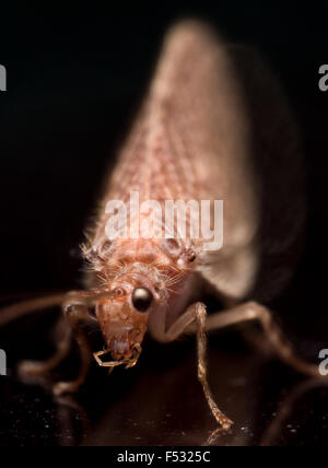 Close up ritratto di lacewing mostra compount occhio e lunghe antenne Foto Stock