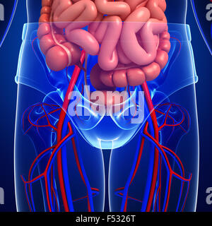 Digestivo e il sistema circolatorio del corpo maschio artwork Foto Stock