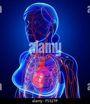 3d reso illustrazione della femmina sistema arterioso Foto Stock