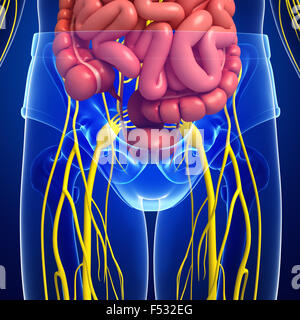 Illustrazione di umana cintura pelvica con nervoso e sistema digestivo artwork Foto Stock
