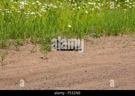 Comune di tartaruga a scatto Foto Stock