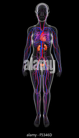 3d reso illustrazione della femmina sistema arterioso Foto Stock