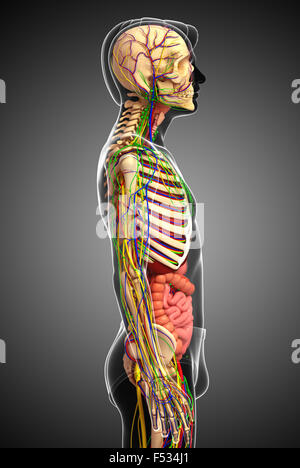 Illustrazione del sistema linfatico, scheletrico, nervoso e del sistema circolatorio di maschio Foto Stock