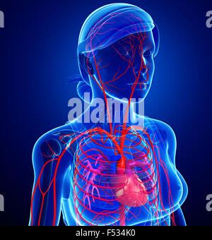 3d reso illustrazione della femmina sistema arterioso Foto Stock