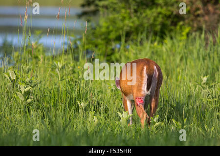 White-tailed deer con gamba ferita Foto Stock