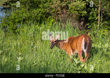 White-tailed deer con gamba ferita Foto Stock