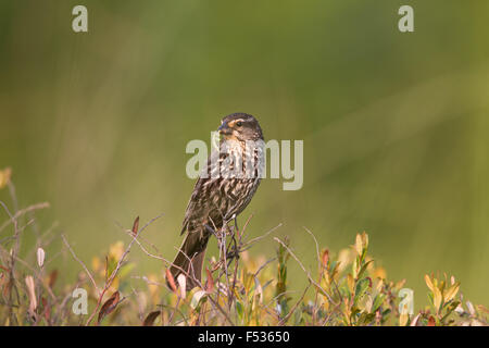 Rosso-winged blackbird - femmina Foto Stock