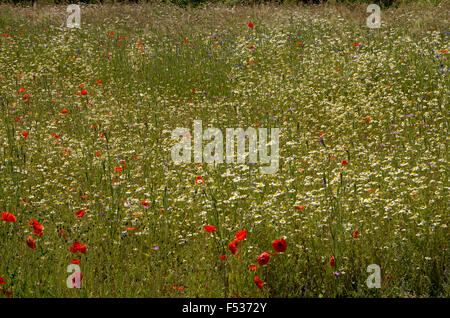 Fiore selvatico prato Foto Stock