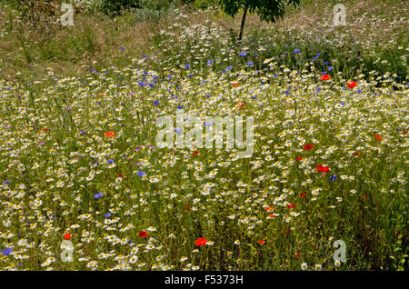 Fiore selvatico prato Foto Stock