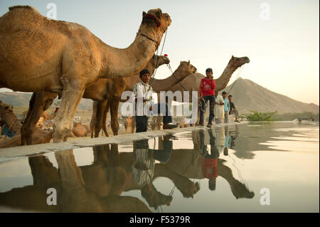 I commercianti del cammello a vendere il loro bestiame al più grande del mondo annuale fiera del bestiame nel deserto città di Pushkar, nello stato indiano Foto Stock