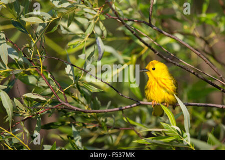 American yellow trillo - maschio Foto Stock