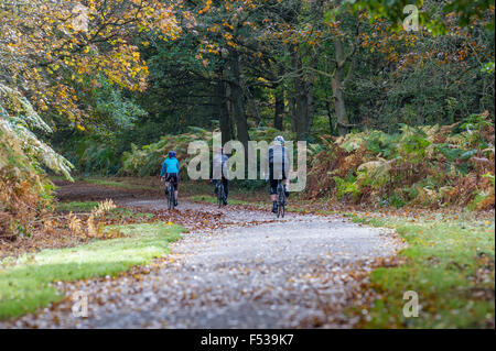 I ciclisti in sella attraverso il viale alberato lane di Clumber Park nel Nottinghamshire. Foto Stock