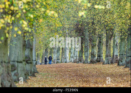 Coppie che vogliono godersi un autunno mattina a piedi verso il basso il Tiglio avenue a Clumber Park. Il National Trust land. Worksop, Nottinghamshire Foto Stock