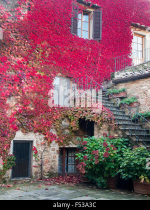 L'Europa, Italia, Toscana. Edera rosso coprente le pareti degli edifici nella città di Volpaia. Foto Stock